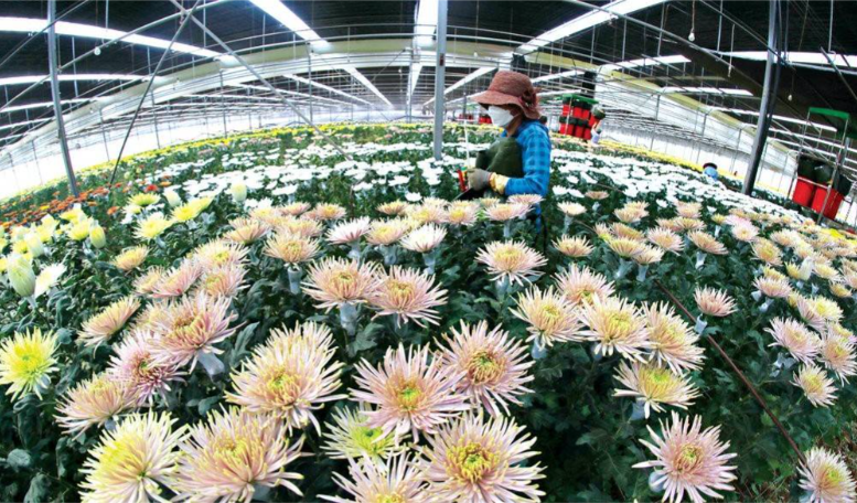 Xuất khẩu hoa cúc sang Nhật Bản thu gần 800 tỷ đồng trong 8 tháng